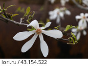 Цветок Магнолии Кобус. Стоковое фото, фотограф Римма Тельнова / Фотобанк Лори
