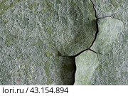Green peeling paint on the wall. Old concrete wall with cracked flaking paint. Weathered rough painted surface with patterns of cracks and peeling. High resolution texture for background and design. Стоковое фото, фотограф Андрей Степанов / Фотобанк Лори