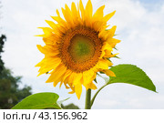 Цветущий подсолнух (Helianthus annuus) Стоковое фото, фотограф Алёшина Оксана / Фотобанк Лори