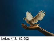 Freedom and Peace Concept with Dove and Human Hand. Стоковое AI-изображение, AI-художник Кирилл Черезов / Фотобанк Лори