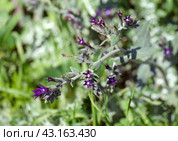 Blooming Undulate alkanet (lat.- Anchusa undulata) (2024 год). Стоковое фото, фотограф Irina Opachevsky / Фотобанк Лори