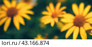 blurred banner with yellow false sunflower in summer flower garden. Стоковая иллюстрация, иллюстратор Александра Конопля / Фотобанк Лори