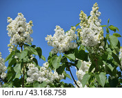 Flowers of white double-flowered cultivar lilac (syringa) against blue sky. Стоковое фото, фотограф Алексей Антипов / Фотобанк Лори