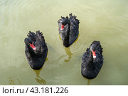 Three black swans (Cygnus atratus) swimming in the lake in Russia. Стоковое фото, фотограф Татьяна Терехина / Фотобанк Лори