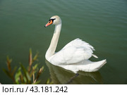 One white swan (Cygnus atratus) swimming in the lake in Russia. Стоковое фото, фотограф Татьяна Терехина / Фотобанк Лори
