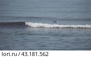 Seagull and cormorant on the waves, sea, ocean  чайка и баклан на волнах, море, океан. Стоковое видео, видеограф Опока Алексей / Фотобанк Лори