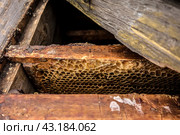 Соты с медом в старом деревянном улье крупным планом/ Honeycombs with honey in a beehive close-up. Стоковое фото, фотограф Iva Noel / Фотобанк Лори