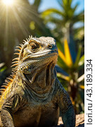 land iguana (Conolophus subcristatus) endemic to Galapagos islands. Lizards (Conolophus) in tropical animal world. Observation of wildlife area. Holiday adventure in Ecuador. Стоковое AI-изображение, AI-художник Aleksandr Golubev / Фотобанк Лори
