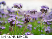 Field of phacelia in Chuvashia,filmed on a cloudy day. Стоковое фото, фотограф Андриян Григорьевич Чаркин / Фотобанк Лори