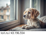 Leaving the animal alone at home. A sad little puppy looks out the window and waits for its owner. Стоковое AI-изображение, AI-художник Photojuli / Фотобанк Лори