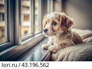 Leaving the animal alone at home. A sad little puppy looks out the window and waits for its owner. Стоковое AI-изображение, AI-художник Photojuli / Фотобанк Лори