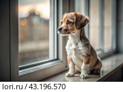 Leaving the animal alone at home. A sad little puppy looks out the window and waits for its owner. Стоковое AI-изображение, AI-художник Photojuli / Фотобанк Лори