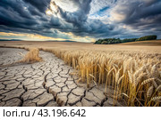 The concept of global warming on planet Earth. Dry and cracked earth and a field of wheat. The farmer's wheat crop is dead, dead, withered. The effects of climate change. Стоковое AI-изображение, AI-художник Photojuli / Фотобанк Лори