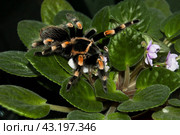 Большой пушистый мексиканский красноколленный паук птицеед Brachypelma smithi сидит на цветущей фиалке Saintpaulia. Стоковое фото, фотограф Алиса Сокол / Фотобанк Лори
