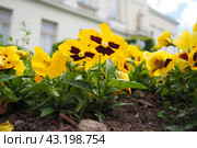 Viola tricolor. Pansy, Johnny Jump up, heartsease, heart ease, heart delight, tickle-my-fancy, Jack-jump-up-and-kiss-me, come-and-cuddle-me, three faces in a hood, love-in-idleness, pink of my john. Стоковое фото, фотограф Юлия Петровская / Фотобанк Лори