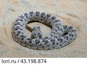 Horned rattlesnake or sidewinder rattlesnake (lat.- Crotalus cerastes) Стоковое фото, фотограф Irina Opachevsky / Фотобанк Лори