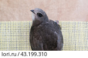 Portrait of an Young Eurasian Swift , Apus apus. Стоковое фото, фотограф Екатерина Золина / Фотобанк Лори