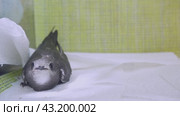 The Common Swift ,  is the swift which is more abundant in the cities and towns of Europe. Стоковое видео, видеограф Екатерина Золина / Фотобанк Лори