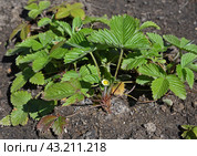 Garden strawberry (Fragaria ananassa) Стоковое фото, фотограф Валерия Попова / Фотобанк Лори