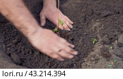 Man plants a raspberry seedling in open ground. Growing plants in the country. Berry bush. Addition of natural fertilizer. Стоковое видео, видеограф Дмитрий Кобзев / Фотобанк Лори