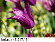 Lilac Tulip Tulipa blossom in the garden on a sunny day. Стоковое фото, фотограф Татьяна Кахилл / Фотобанк Лори