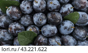 Вращение. Груда целых, спелых слив в каплях дождя. Вид сверху. Rotation. Heap of whole, ripe plums in raindrops. Стоковое видео, видеограф Александр Собко / Фотобанк Лори