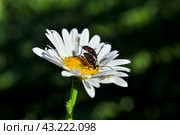 Жуки- усачики Чернозадая лептура (Stenurella melanura) на ромашке. Стоковое фото, фотограф Александр Тараканов / Фотобанк Лори
