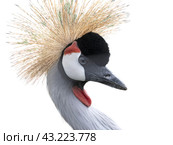 Beautiful poultry crowned crane isolated on white background. Стоковое фото, фотограф Фотограф / Фотобанк Лори