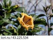 A plant (Solandra maxima) with a large yellow flower close-up. Стоковое фото, фотограф Татьяна Ляпи / Фотобанк Лори