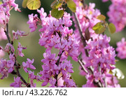Blooming Judas tree (lat.- Cercis siliquastrum) Стоковое фото, фотограф Irina Opachevsky / Фотобанк Лори