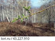 Цветущая ветка ольхи (лат. Alnus) на размытом фоне весеннего леса и голубого неба. Стоковое фото, фотограф Наталья Сухорукова / Фотобанк Лори