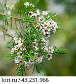 beautiful flower background. Стоковое фото, фотограф Natalia Gdovskaia / Фотобанк Лори