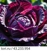 Red cabbage is a vegetable crop with red-violet leaf color and a common food product. Vegetable is used for fresh consumption in salads, for pickling, cultivated cabbage species. Generated AI. Стоковое AI-изображение, AI-художник Юлия Петровская / Фотобанк Лори
