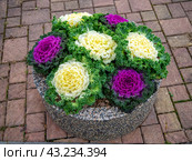 Бетонный вазон с декоративной капустой (Brassica oleracea var. acephala) Стоковое фото, фотограф Вячеслав Палес / Фотобанк Лори