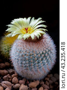 Yellow flower of Notocactus scopa (closeup) Стоковое фото, фотограф Михаил Строгалев / Фотобанк Лори