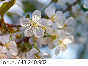 Цветок вишни крупным планом на ветке. Стоковое фото, фотограф Светлана Качанова / Фотобанк Лори