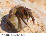 Рак-отшельник на камне. Hermit crab on stones. Стоковое фото, фотограф Татьяна Д / Фотобанк Лори