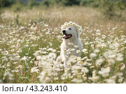 Daisies white dog Maremma Sheepdog in a wreath of daisies sits on a green lawn with wild flowers daisies, walks a pet. Cute photo with a dog in a wreath of daisies. Стоковое фото, фотограф svetograph / Фотобанк Лори