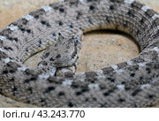 Horned rattlesnake or sidewinder rattlesnake (lat.- Crotalus cerastes) Стоковое фото, фотограф Irina Opachevsky / Фотобанк Лори