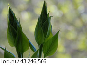 Not yet blossomed leaves on a lilac branch. Стоковое фото, фотограф Andrew_Swarga / Фотобанк Лори