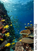Shoal of colorful yellowtail snappers fish school swim in tropical underwaters. Bluestripe Snapper in underwater world. Observation of wildlife. Scuba diving adventure. Стоковое AI-изображение, AI-художник Aleksandr Golubev / Фотобанк Лори