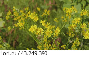 Южный Урал, цветущая якобея обыкновенная (Jacobaea vulgaris) на лужайке летом. Southern Urals, blooming Jacobaea vulgaris (Jacobaea vulgaris) on the lawn in summer. Стоковое видео, видеограф Евгений Романов / Фотобанк Лори