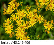 Южный Урал, цветущая якобея обыкновенная (Jacobaea vulgaris) на лужайке летом. Southern Urals, blooming Jacobaea vulgaris (Jacobaea vulgaris) on the lawn in summer. Стоковое фото, фотограф Евгений Романов / Фотобанк Лори