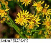 Южный Урал, цветущая якобея обыкновенная (Jacobaea vulgaris) на лужайке летом. Southern Urals, blooming Jacobaea vulgaris (Jacobaea vulgaris) on the lawn in summer. Стоковое фото, фотограф Евгений Романов / Фотобанк Лори