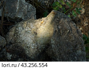 Окаменевшая раковина моллюска. Стоковое фото, фотограф Ави Христова / Фотобанк Лори