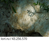 Окаменевшая раковина моллюска. Стоковое фото, фотограф Ави Христова / Фотобанк Лори