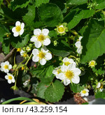 Цветение садовой земляники (лат. Fragaria ananassa Girlyanda) крупным планом. Стоковое фото, фотограф Photolart / Фотобанк Лори