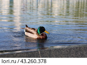 Утка на воде (2024 год). Редакционное фото, фотограф Вероника Павлова / Фотобанк Лори