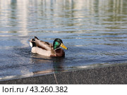 Утка на воде (2024 год). Редакционное фото, фотограф Вероника Павлова / Фотобанк Лори