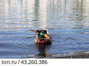 Утка на воде (2024 год). Редакционное фото, фотограф Вероника Павлова / Фотобанк Лори